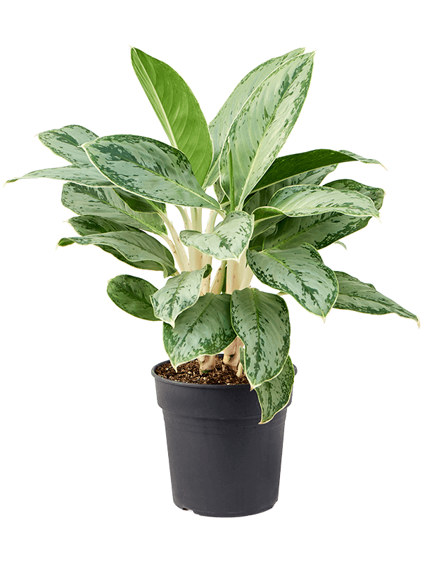 Aglaonema-Cintho-Queen-M