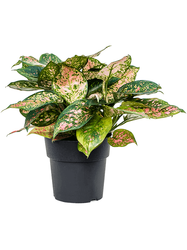 Aglaonema-Crimson-Love-M