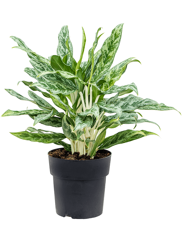 Aglaonema-Greyhound-M