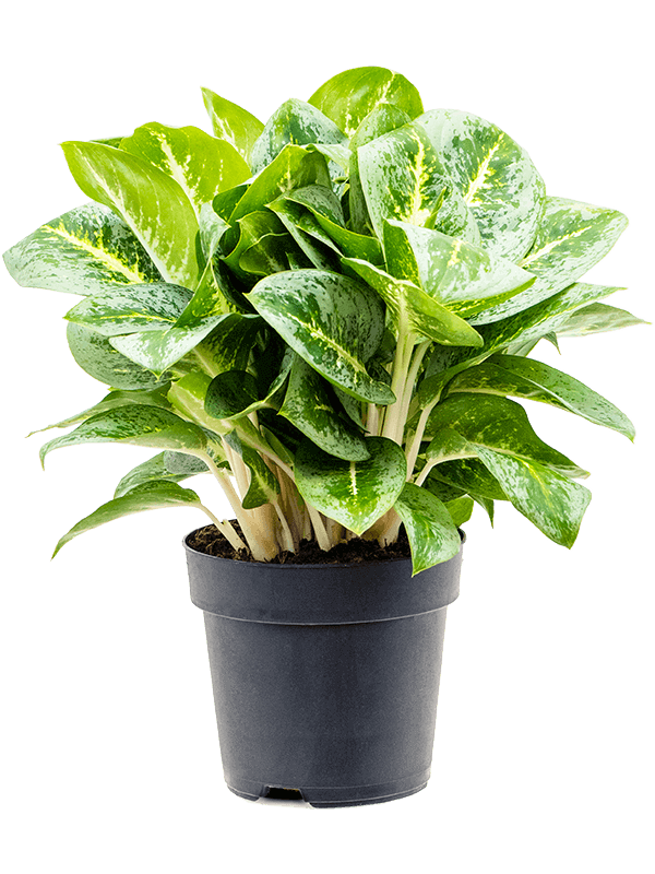 Aglaonema-Lemon-Mint-M