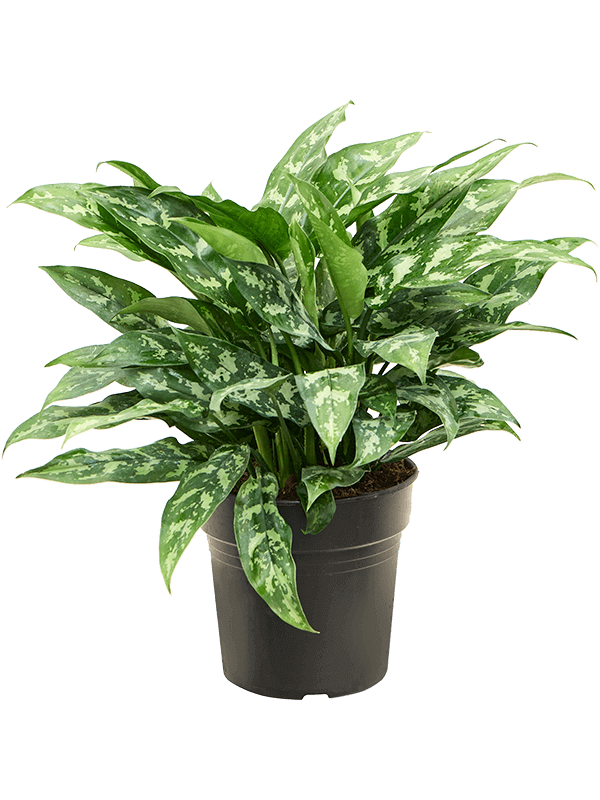 Aglaonema-Maria