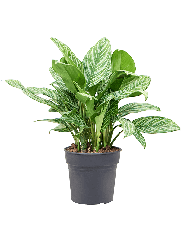 Aglaonema-Stripes