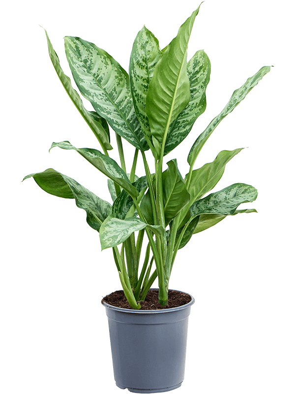 Aglaonema-chantal-M