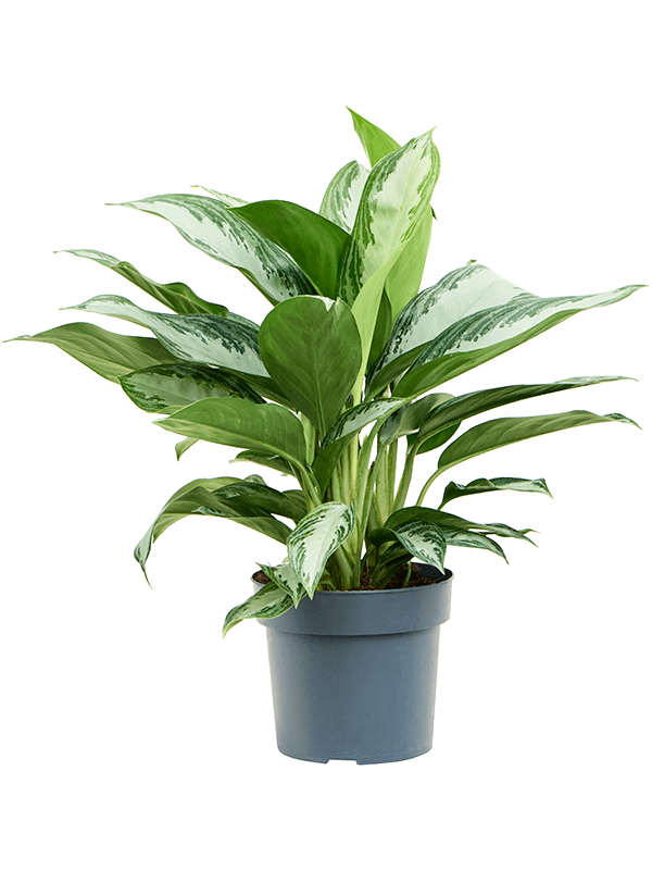 Aglaonema-silver-bay