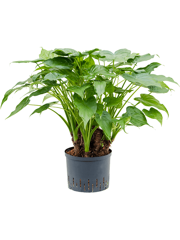 Alocasia-cucullata