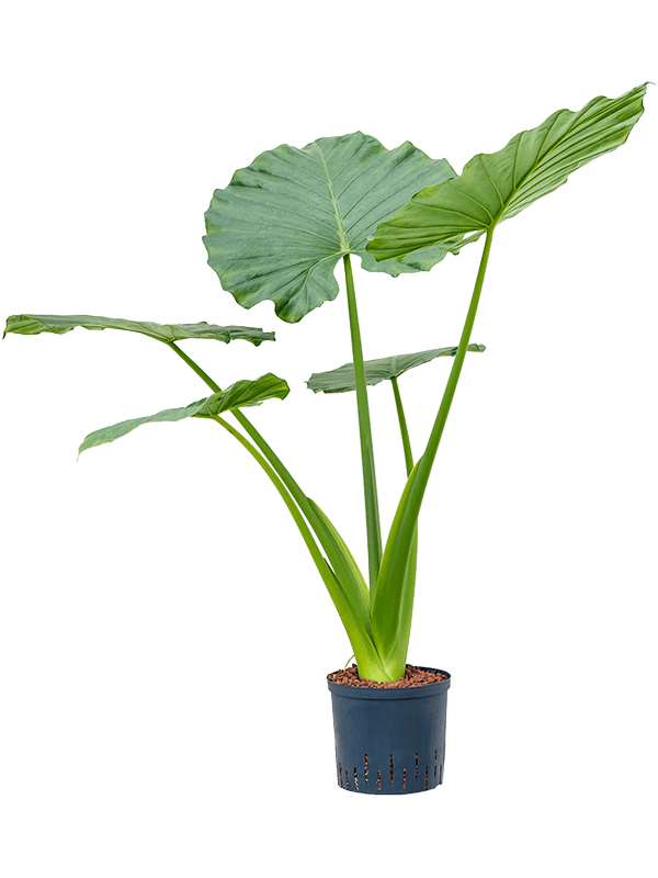 Alocasia-macrorrhizos