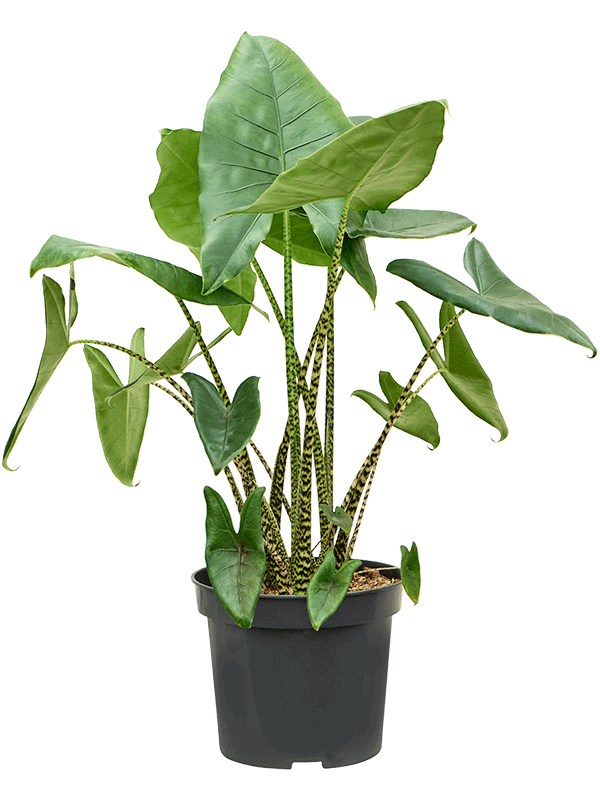 Alocasia-zebrina