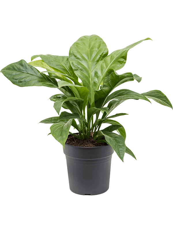 Anthurium-elipticum-Jungle-Bush-m