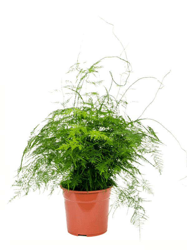 asparagus-setaceus-plumosus-l