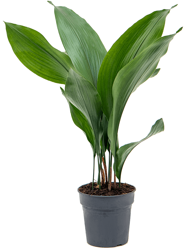 Aspidistra-elatior-M