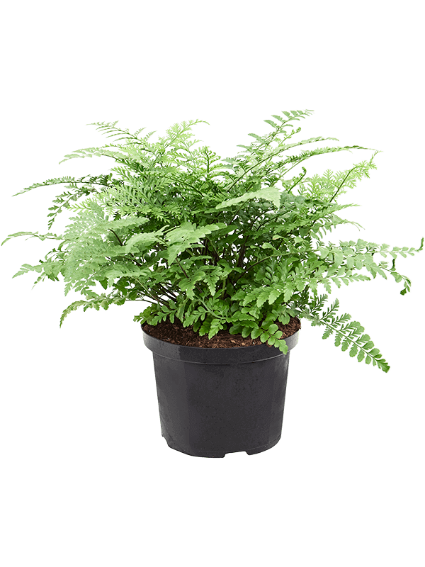 Asplenium-dimorphum-Parvati-M