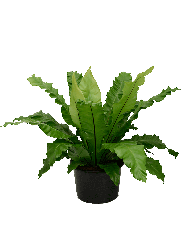 Asplenium-nidus-M