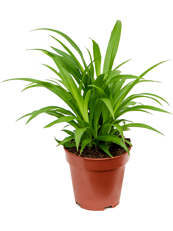 Chlorophytum-comosum-Lemon-M