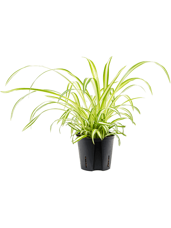 Chlorophytum-comosum-Variegatum-M