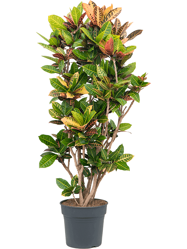 Croton-Codiaeum-variegatum-Petra