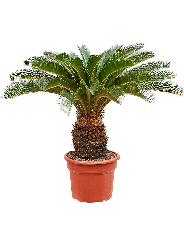 Cycas-revoluta