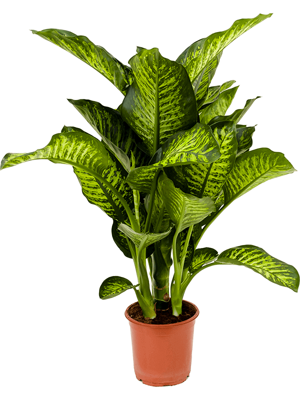 Dieffenbachia-seguine-Maroba-M