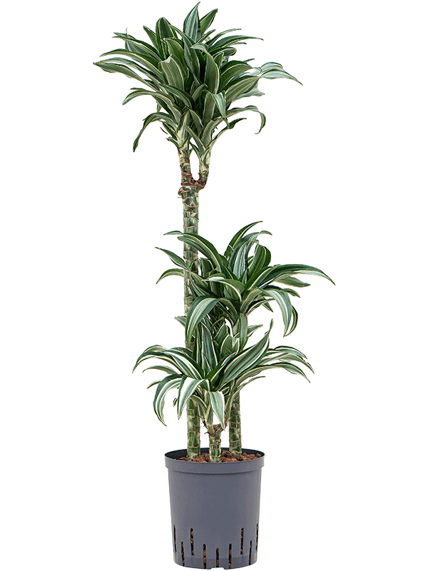 Dracaena-deremensis-Jade-jewel