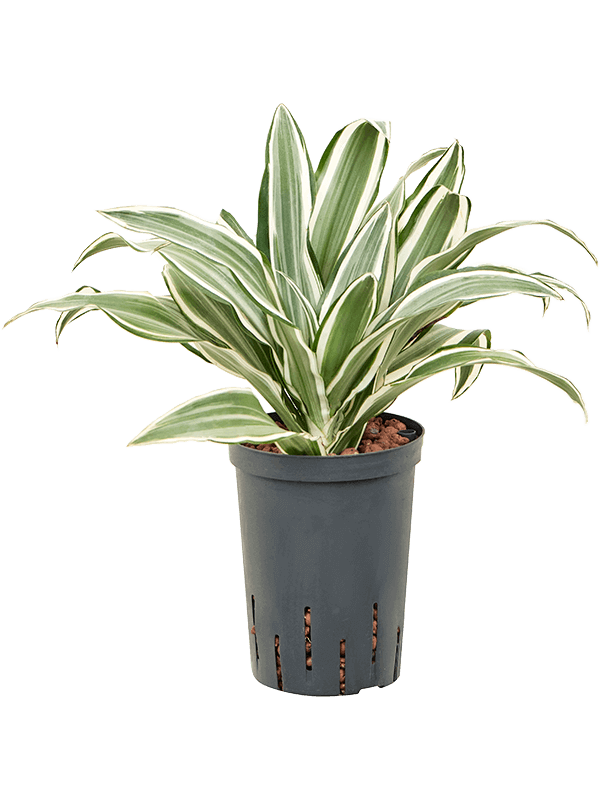 Dracaena-deremensis-M