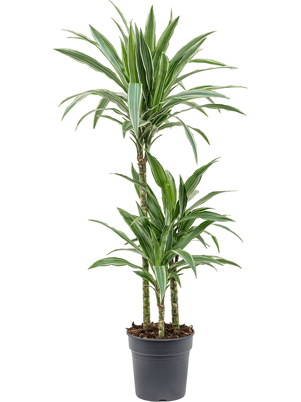 Dracaena-deremensis-Warneckei