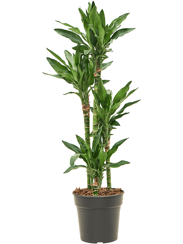 Dracaena-fragrans-Burundii