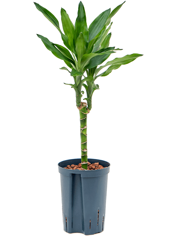 Dracaena-fragrans-Burundii-M