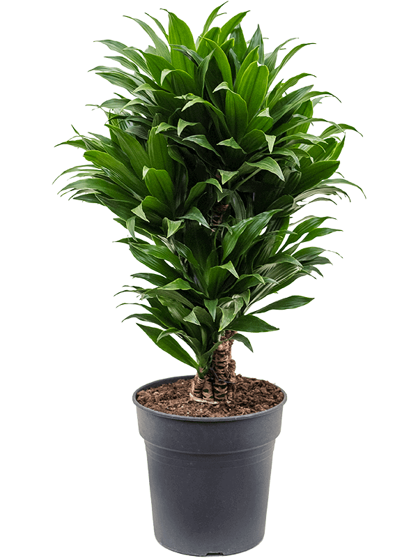 Dracaena-fragrans-Compacta-M