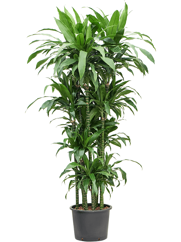 Dracaena-fragrans-Janet-Craig-1