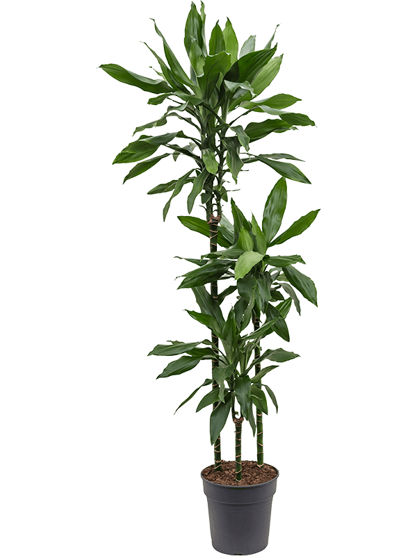 Dracaena-fragrans-Janet-Lind-XL