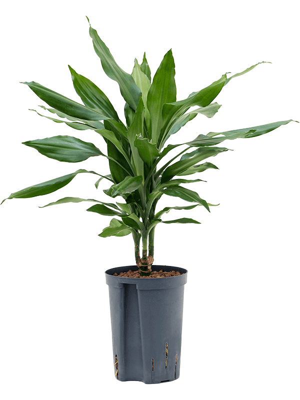 Dracaena-fragrans-Janet-Lind-M