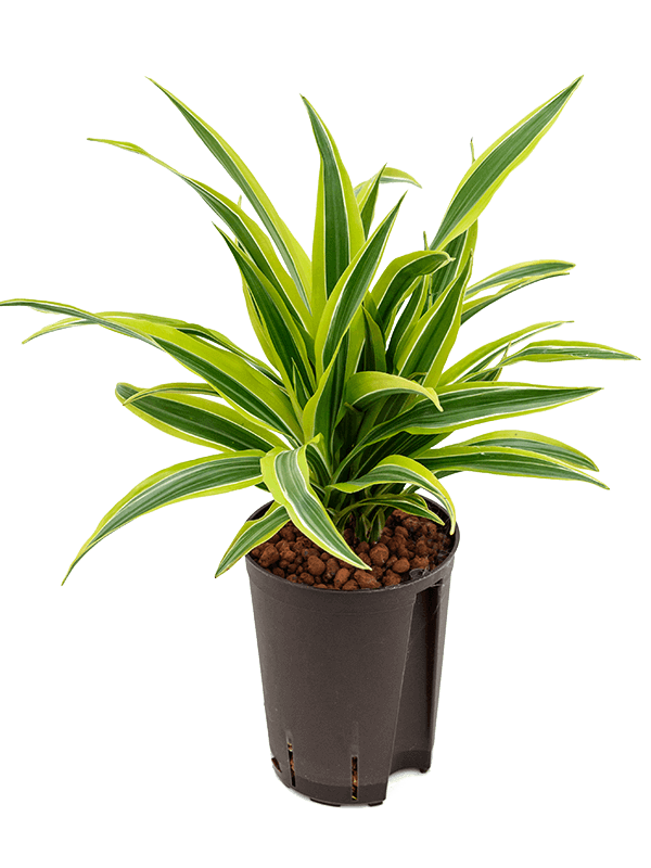 Dracaena-fragrans-Lemon-Lime-M