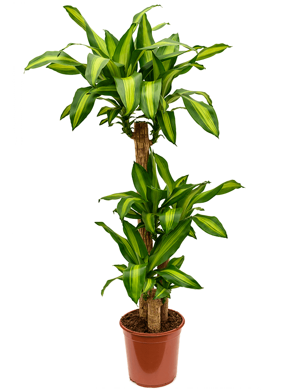 Dracaena-fragrans-Massangeana
