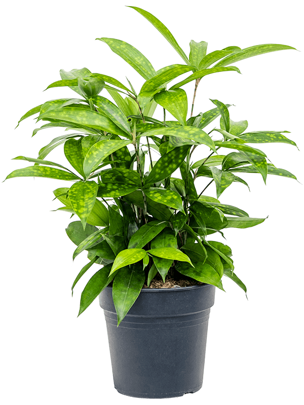 Dracaena-surculosa-M