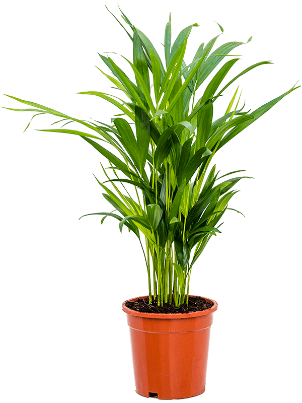 Dypsis-areca-iutescens-M