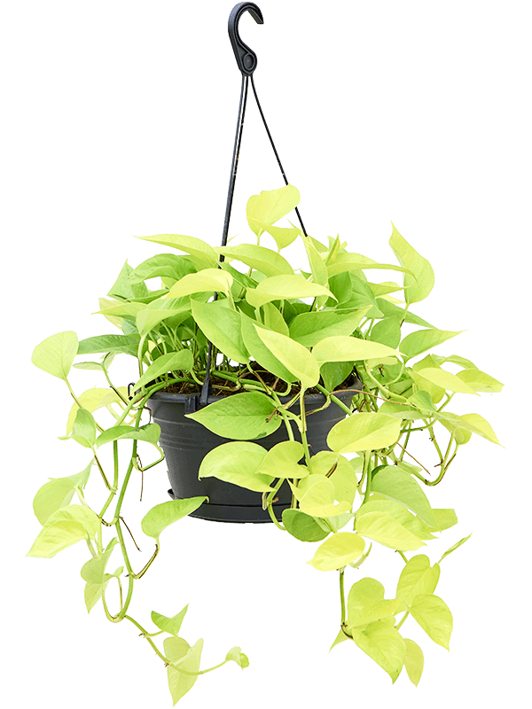 Epipremnum “Golden Pothos” – curgator