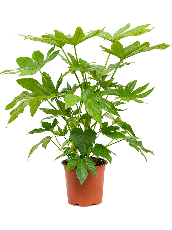 Fatsia-japonica-M