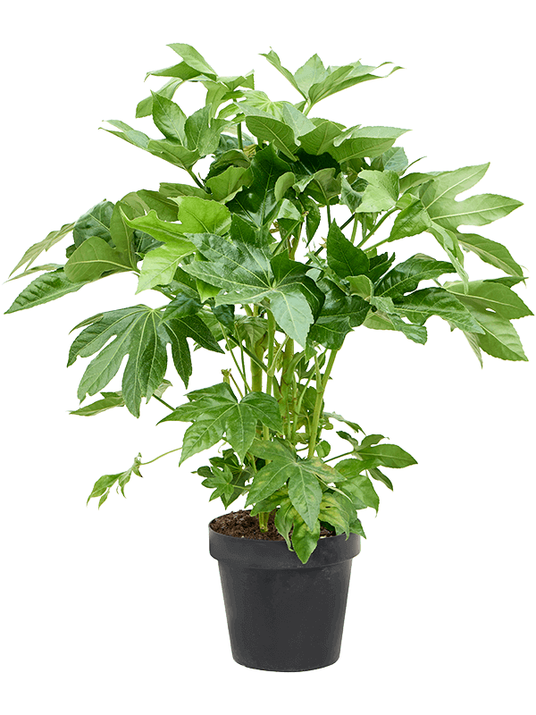 Fatsia-japonica