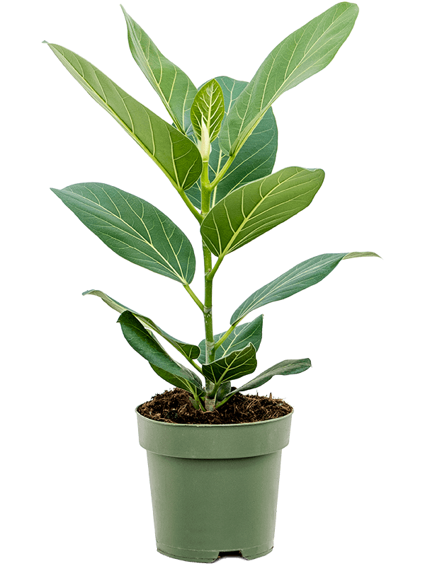 Ficus-benghalensis-Audrey-M