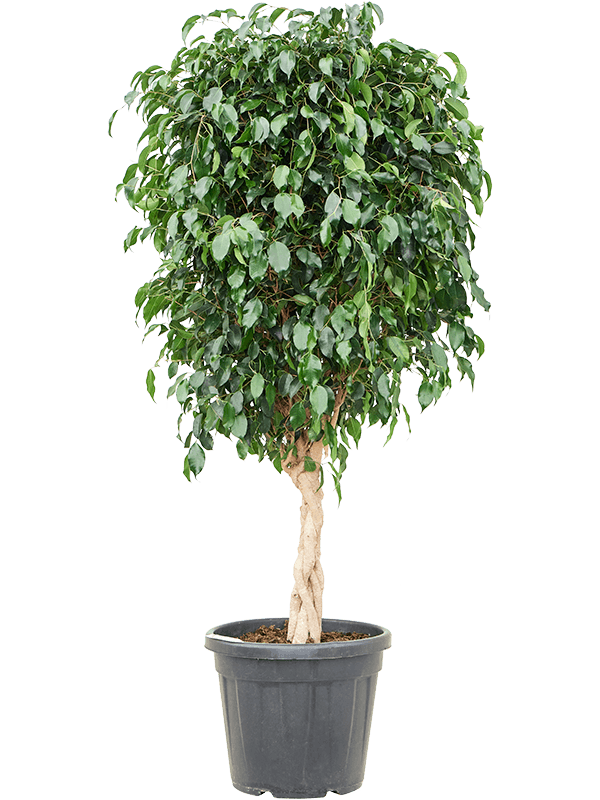 Ficus-benjamina-Danielle
