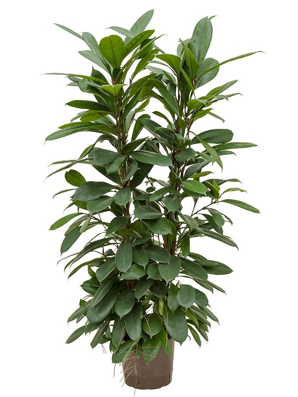 Ficus-cyathistipula