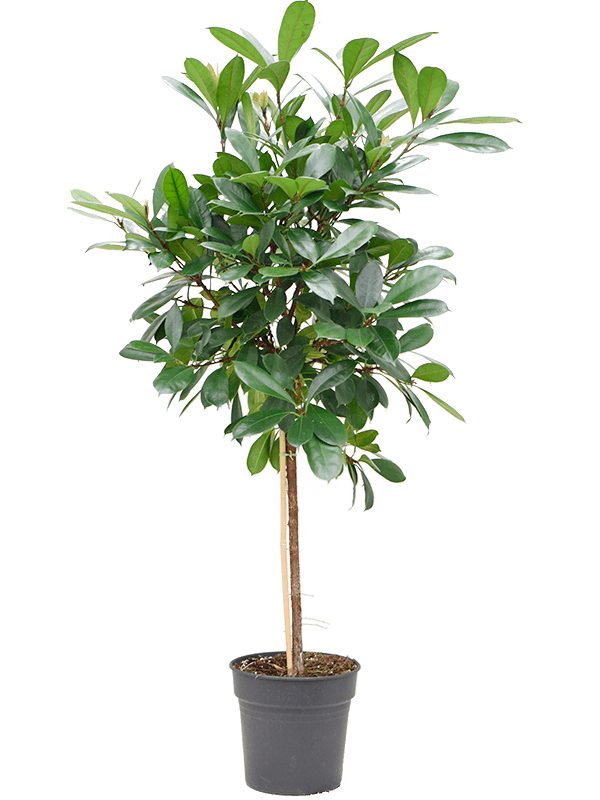 Ficus-cyathistipula-copac