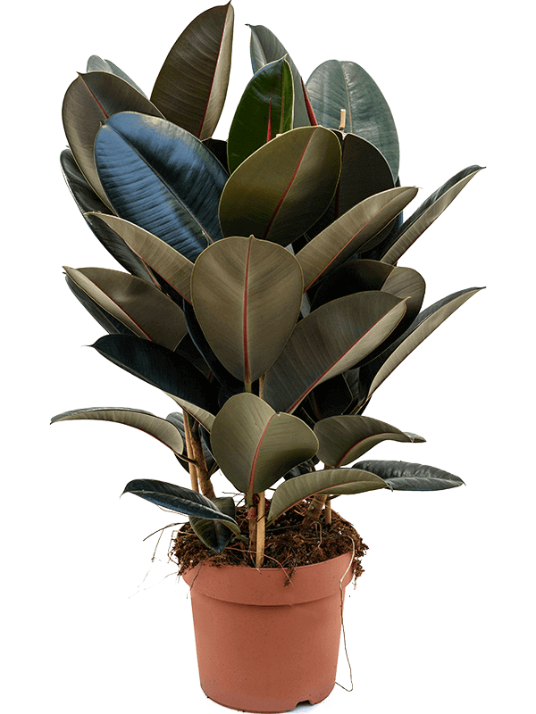 Ficus-elastica-Abidjan-L