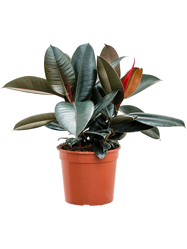 Ficus-elastica-Abidjan-M
