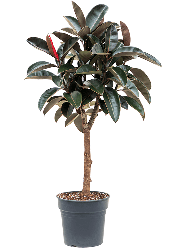 Ficus-elastica-Abidjan-copac