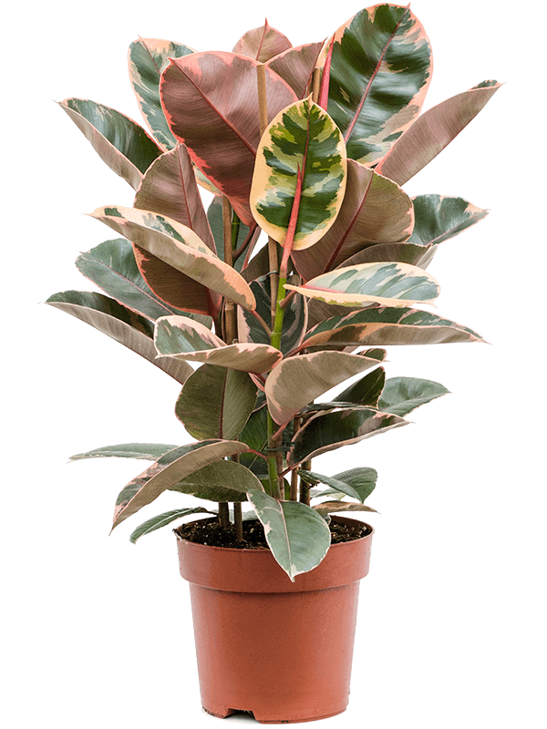 Ficus-elastica-Belize