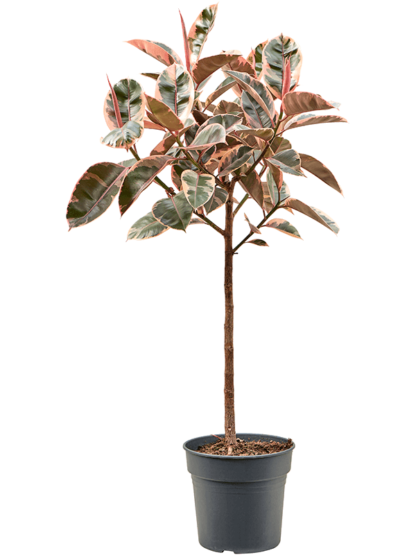 Ficus-elastica-Belize-copac