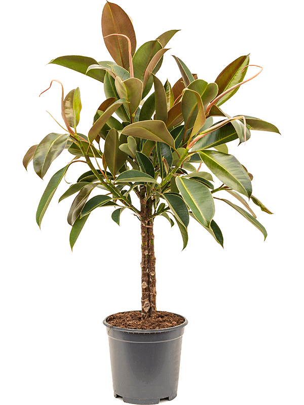 Ficus-elastica-Melany