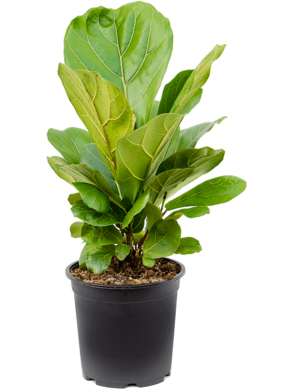 Ficus-lyrata-M