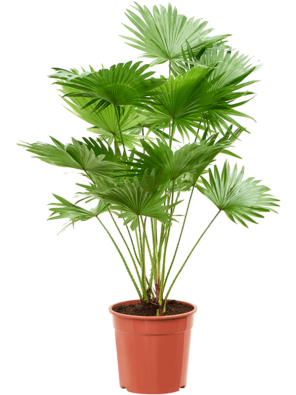 Livistonia-rotundifolia
