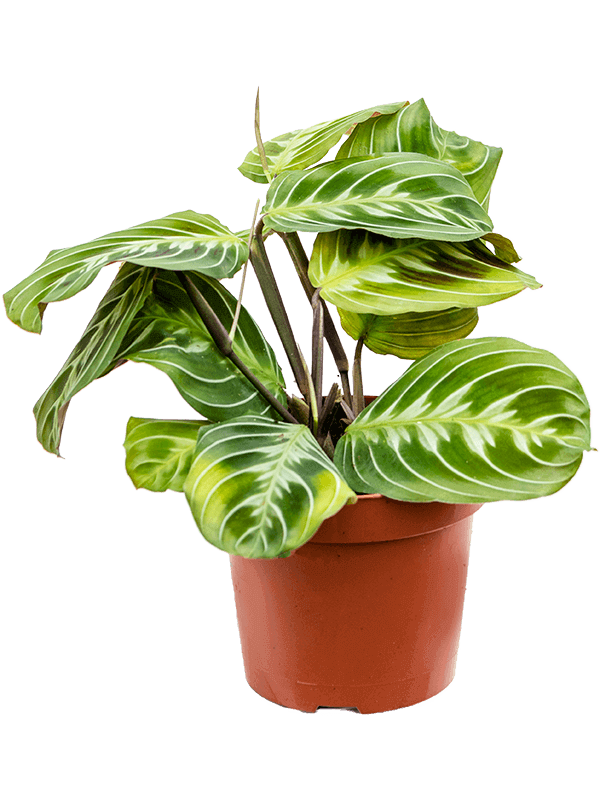 Maranta-leuconeura-M